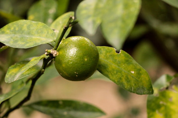 Green Kumquats at garden