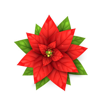 Poinsettia flowers isolated icon for Christmas or New Year greeting card design. Vector realistic poinsettia plant with star flower and leaf for Xmas winter holiday decoration