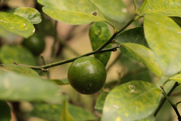 Green Kumquats at garden