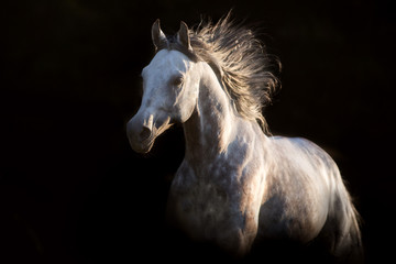Grey horse in motion on black background