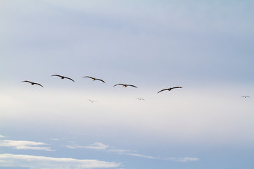 squadron of brown pelican