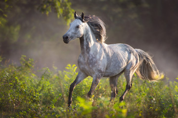 Grey arabian stallion with long mane run gallop on meadow