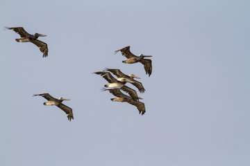 Squadron of brown pelican