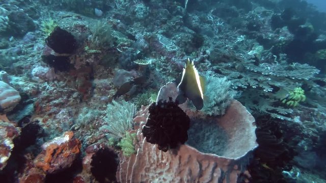 Pair of Bannerfish swim out from Giant Sponge. Phantom Bannerfish - Heniochus pleurotaenia and Giant Barrel Sponge - Xestospongia muta, Bali, Oceania, Indonesia 