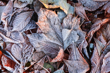 Autumn leaves morning frost macro nature cold