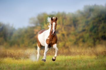 Piebald  horse run gallop on meadow