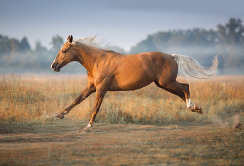 Cream horse in motion in fog morning at sunlight