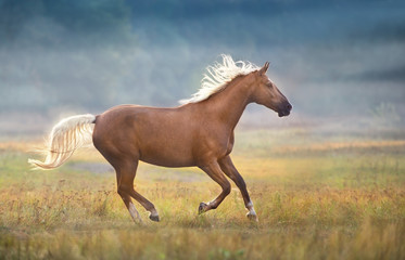 Cream horse in motion in fog morning at sunlight