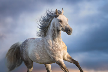 Gre horse with long mane run free against sunset sky