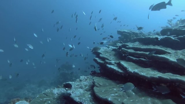 Large school of Philippines chromis - Chromis scotochiloptera and other different types tropical fish swim over coral reef in the blue water. Bali, Oceania, Indonesia