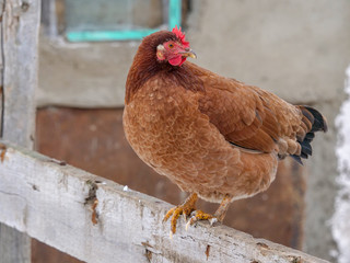 Motley domestic cocks and hens graze in a winter yard in the countryside. Nature in the village, snow