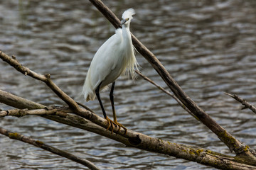Little egret in Aiguamolls de l'Empordà Nature Reserve, Girona, Spain
