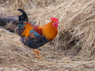 Motley domestic cocks and hens graze in a winter yard in the countryside. Nature in the village,...