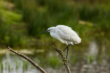 Little egret in Aiguamolls de l'Empordà Nature Reserve, Girona, Spain