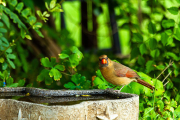 Northern Cardinal