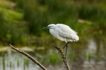 Little egret in Aiguamolls de l'Empordà Nature Reserve, Girona, Spain