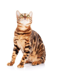 Bengal cat looking up