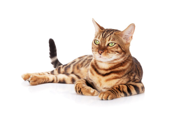 Bengal cat