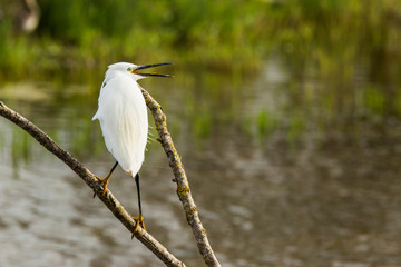 Little egret in Aiguamolls de l'Empordà Nature Reserve, Girona, Spain