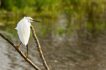 Little egret in Aiguamolls de l'Empordà Nature Reserve, Girona, Spain