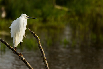 Little egret in Aiguamolls de l'Empordà Nature Reserve, Girona, Spain