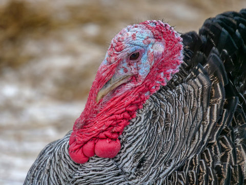 Bronze breed domestic turkeys graze on a winter yard in the countryside. Nature in the village, snow