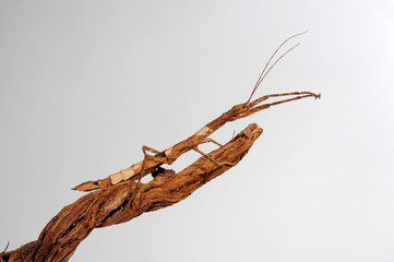 Guadeloupe-Stabschrecke / Zimtstabschrecke  (Lamponius guerini) - Guadeloupe Stick Insect - obrazy, fototapety, plakaty