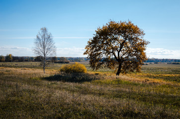 Panorama. Different beautiful autumn trees. Autumn landscape.