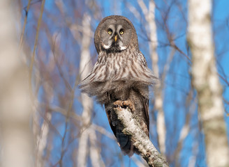 Great Grey Owl sits on a birch trunk in the bog with puffy feathers