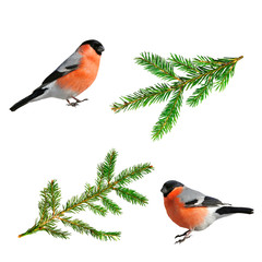 a set of Christmas images green branches of spruce and red bird bullfinch