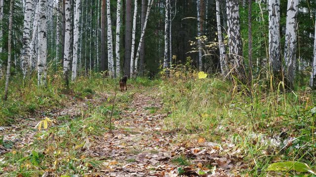 Dog breed Airedale Terrier walks in the autumn birch forest.