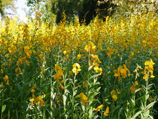 Obraz premium field of yellow flowers