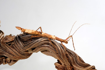 Guadeloupe-Stabschrecke / Zimtstabschrecke  (Lamponius guerini) - Guadeloupe Stick Insect
