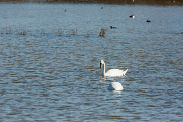 Swan in Aiguamolls de l'Empordà Nature Reserve, Girona, Spain