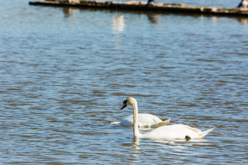 Swans in Aiguamolls de l'Empordà Nature Reserve, Girona, Spain