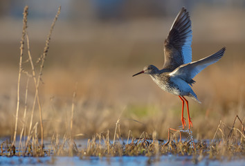 Common Redshank in take off flight over grass and water pond with fully stretched wings and legs with drops of water