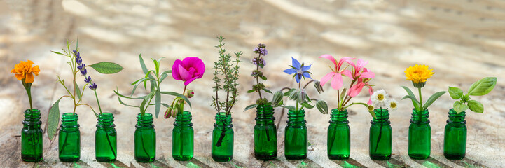 panoramic green essential oil bottle, and flowers cornflower, geranium, lavender, mint, oregano, rosemary, marigold, thyme, basil, bourache, chamomile, tarragon, eucaliptus, granium,  