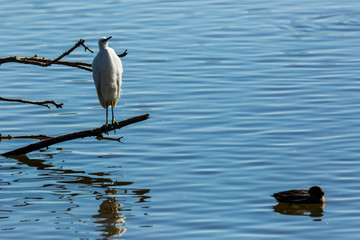 Little egret in Aiguamolls de l'Empordà Nature Reserve, Girona, Spain