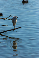 Little egret in Aiguamolls de l'Empordà Nature Reserve, Girona, Spain