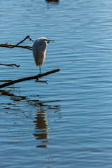 Little egret in Aiguamolls de l'Empordà Nature Reserve, Girona, Spain