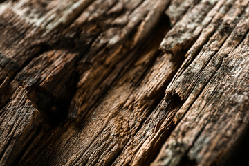 Old wooden texture, closeup