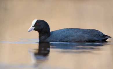 Eurasian Coot swims peacefully in golden coloured water of spring lake