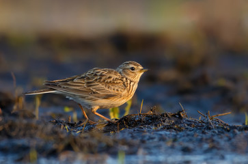 Eurasian skylark stands in warm sweet morning light on the field ground