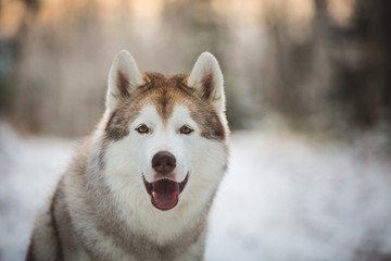 Close-up portrait of beautiful, happy and free siberian Husky dog sitting in the winter forest