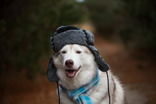 Close-up Portrait of Funny husky dog is in the blue scarf and warm cap with ear flaps in russian style