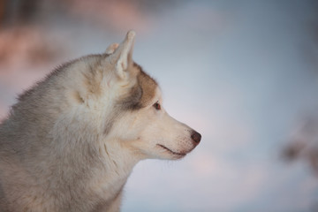 Profile portrait of cute siberian Husky dog sitting on the snow in winter forest at sunset