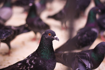 The pigeon portrait on the background of other pigeons