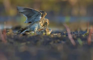 Eurasian skylarks fight against each other on the ground in fierce and severe struggle
