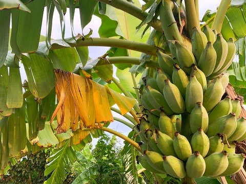 bunch of bananas