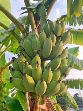 bunch of green bananas